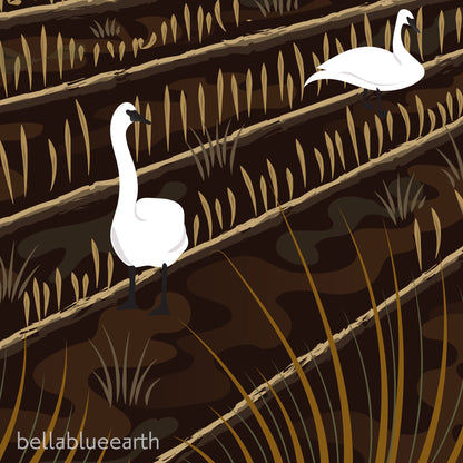 Giclée Art Print - Bellingham Mud Swans