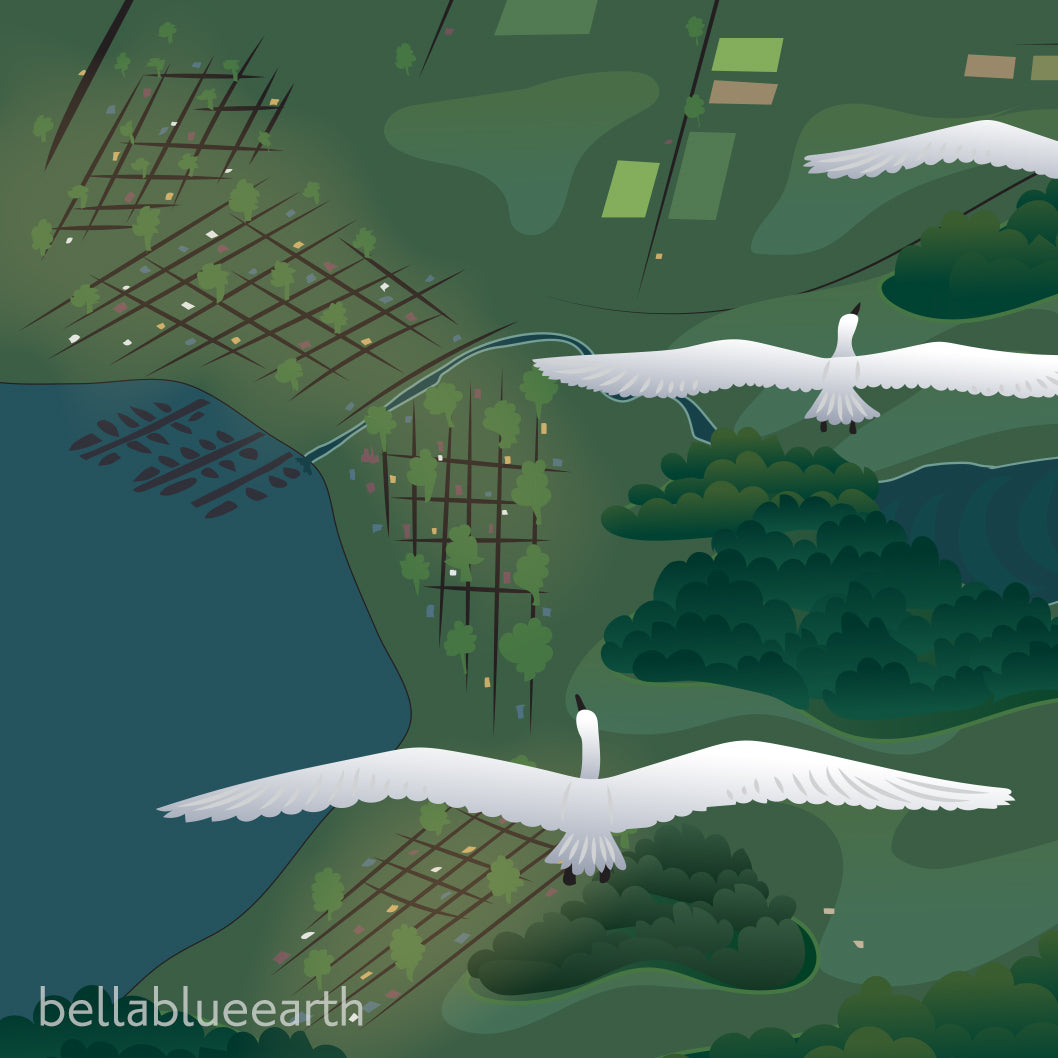 Poster - Swans Above Whatcom
